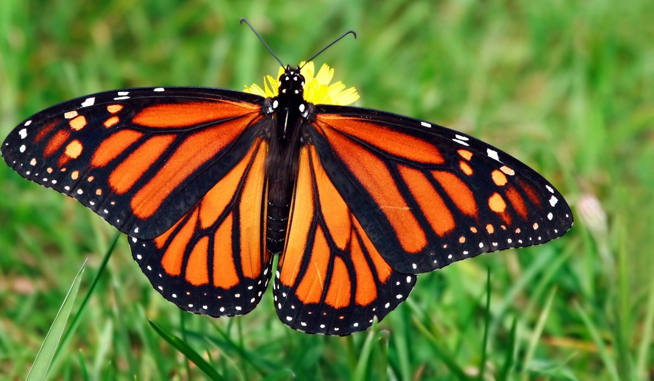 La farfalla Monarca